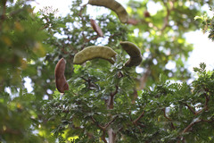 Ebenopsis confinis